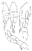Espce Centropages abdominalis - Planche 10 de figures morphologiques